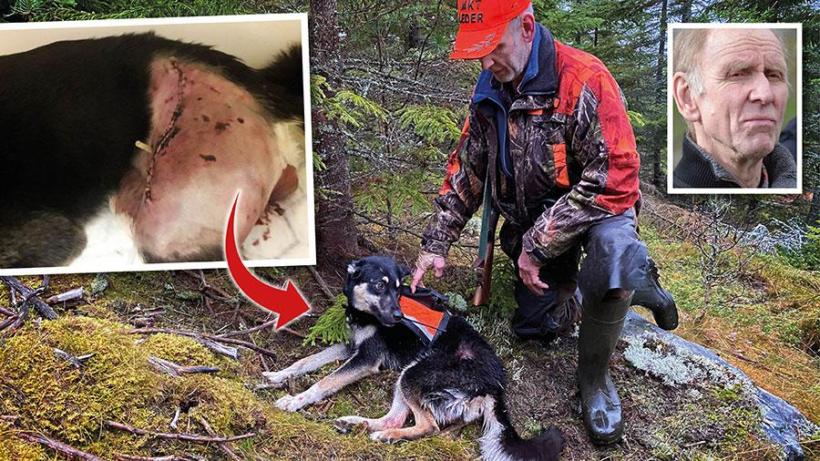 Två vargar hade slagit sig ner i skogen – jag och min hund Cindy fick betala priset, skriver Henrik Tågmark.