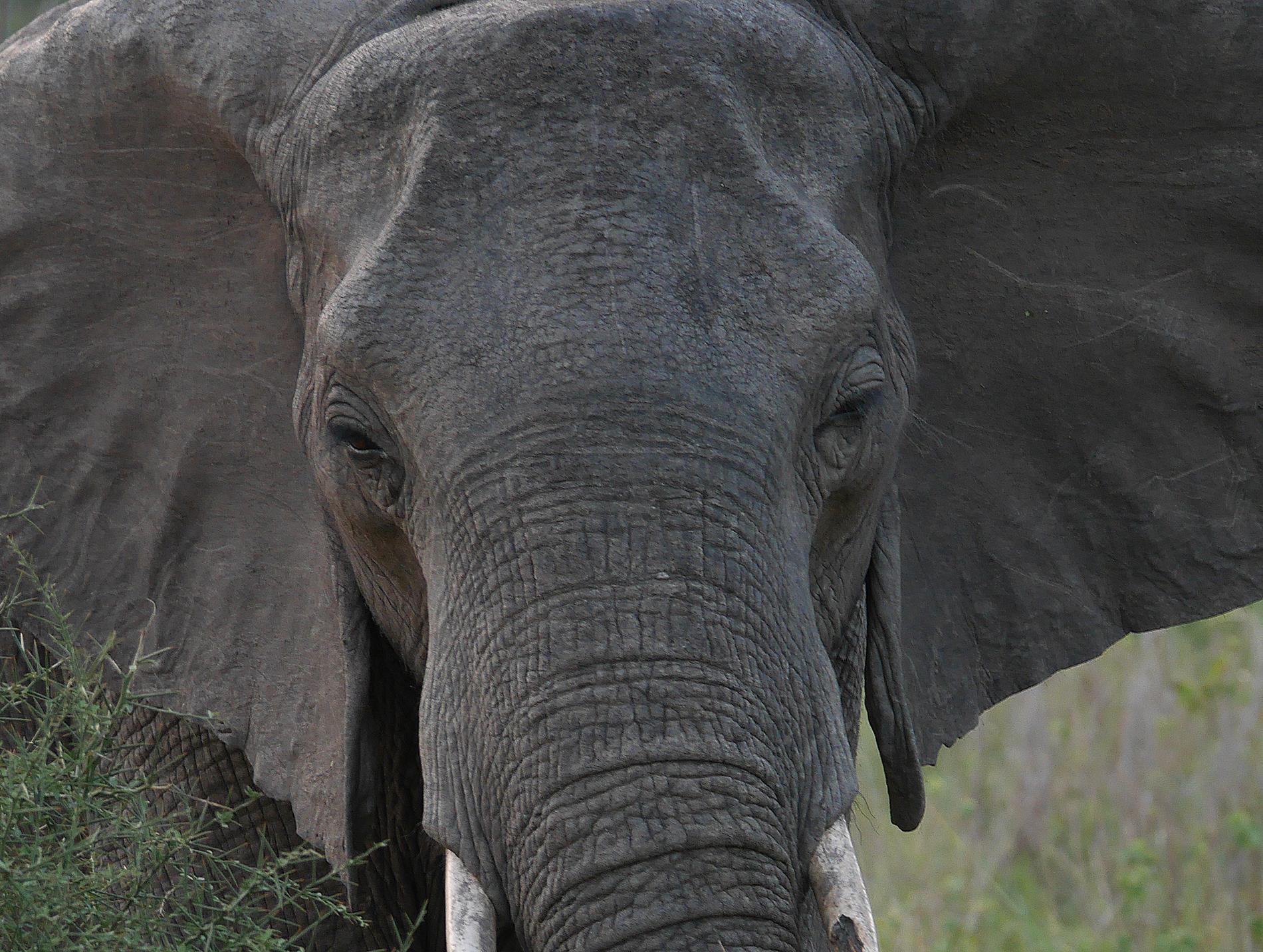 Elefanterna i Selous är extremt misstänksamma mot människor. De har alla sett nära anförvanter bli dödade de senaste åren.