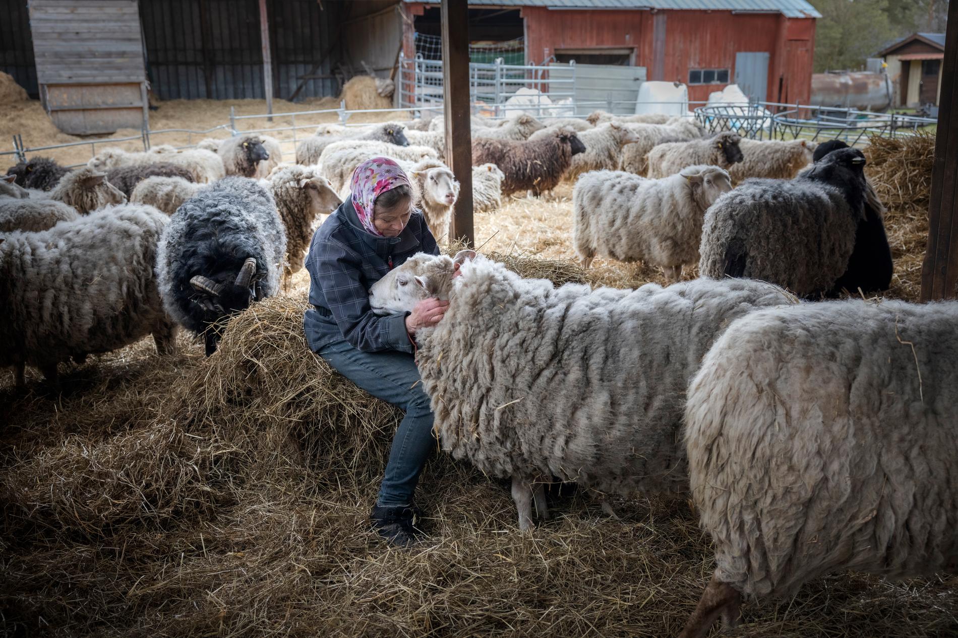 Ann-Sofi kelar med ett av fåren, bara dagar innan Länsstyrelsens tillslag. 