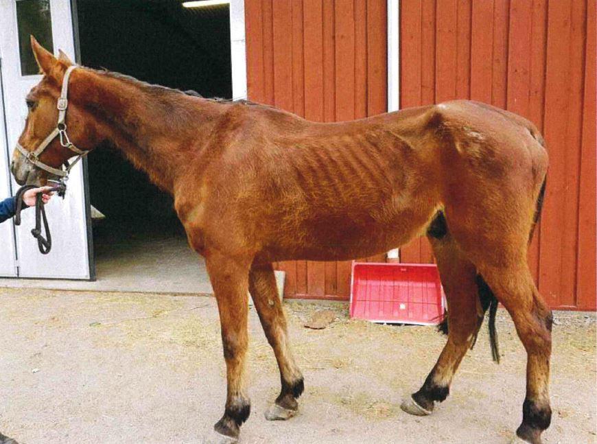 Hästen såg ut som "ett vandrande skelett", enligt ett vittne. Bild ur polisens förundersökning.