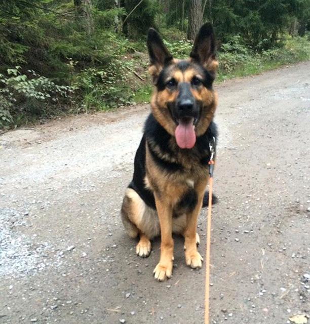 Hunden Nasa var försvunnen i nio dygn efter att ha blivit skrämd av raketer. 