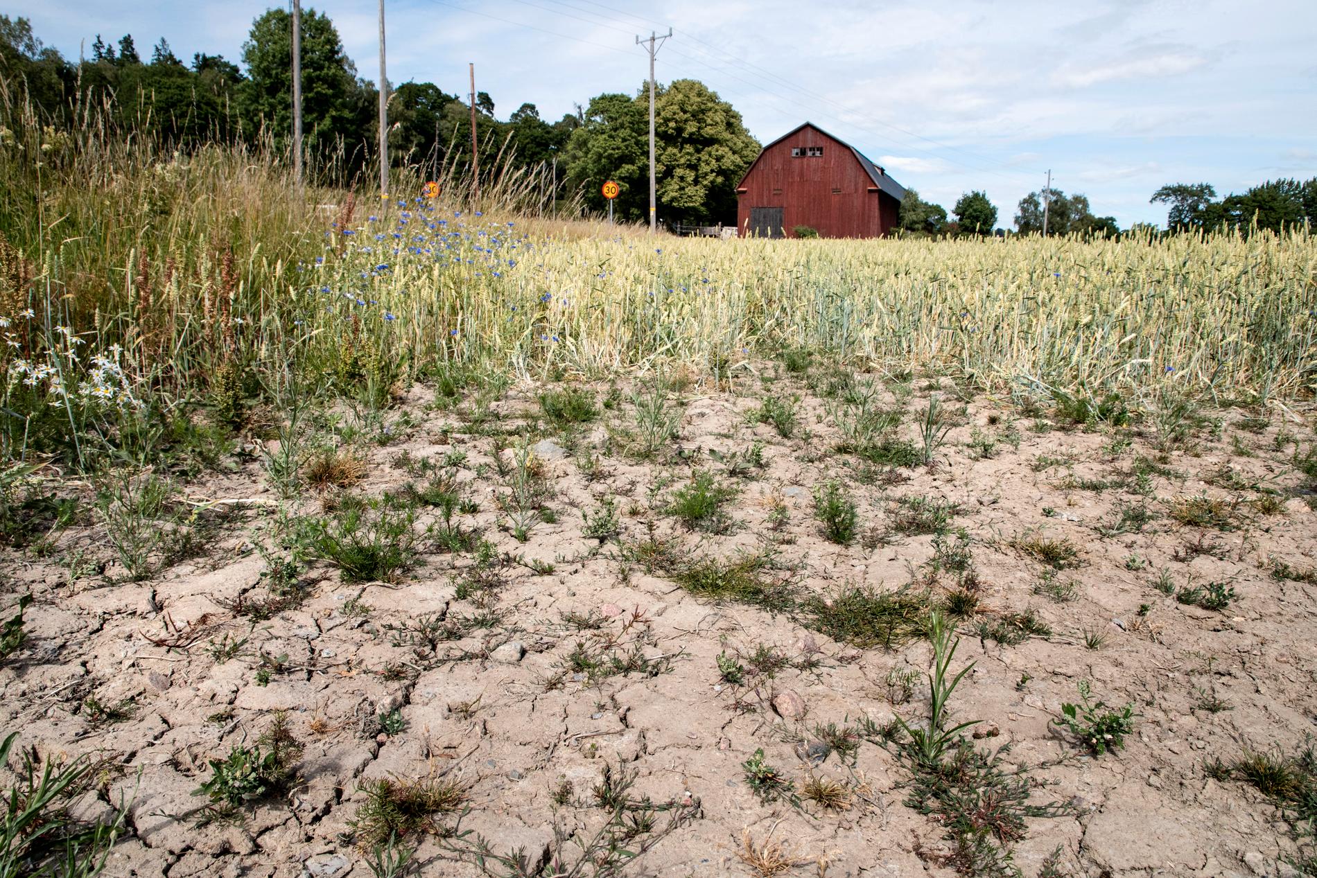 Rekordvärmen drabbar lantbrukarna hårt, här en torr veteåker utanför Täby i början av juli.