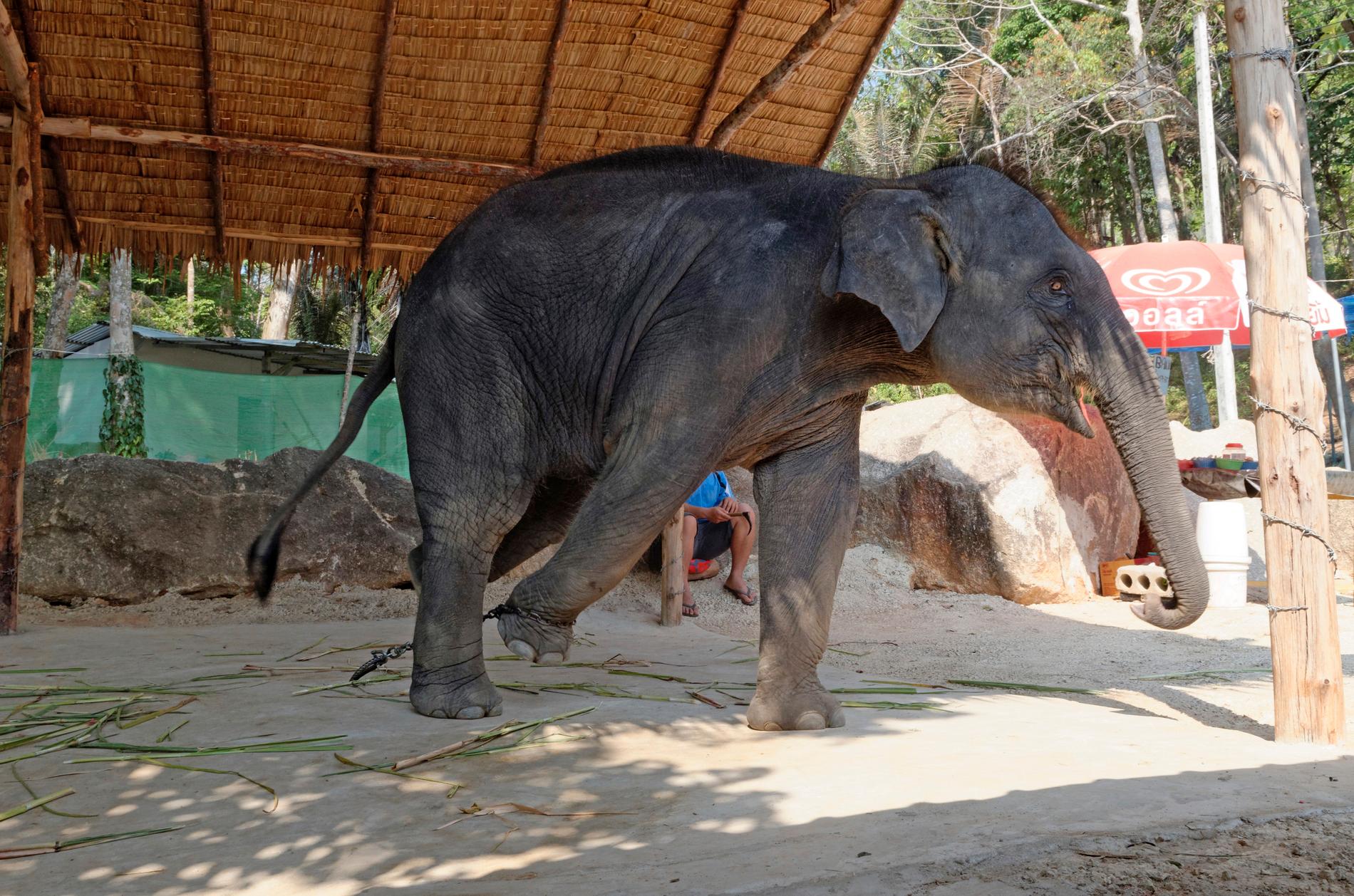 En elefant som framträder i Thailand. Många av elefanterna lever under svåra förhållanden. Arkivbild.