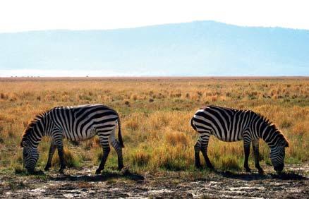 Från Rosa bussarna får man en nära glimt av Afrikas spännande djurliv. Ett par zebror äter från marken till synes helt oberörda av mänsklig närvaro.