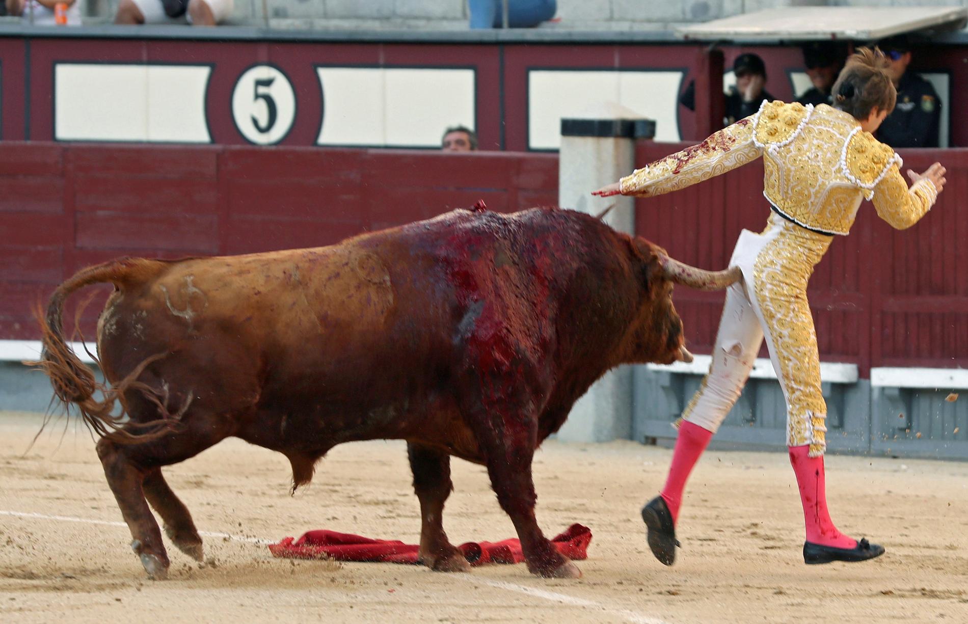 Bilder från uppvisningen visar hur tjuren trycker in sitt ena horn i matadorens rumpa för att sedan lyfta upp honom under några sekunder. 