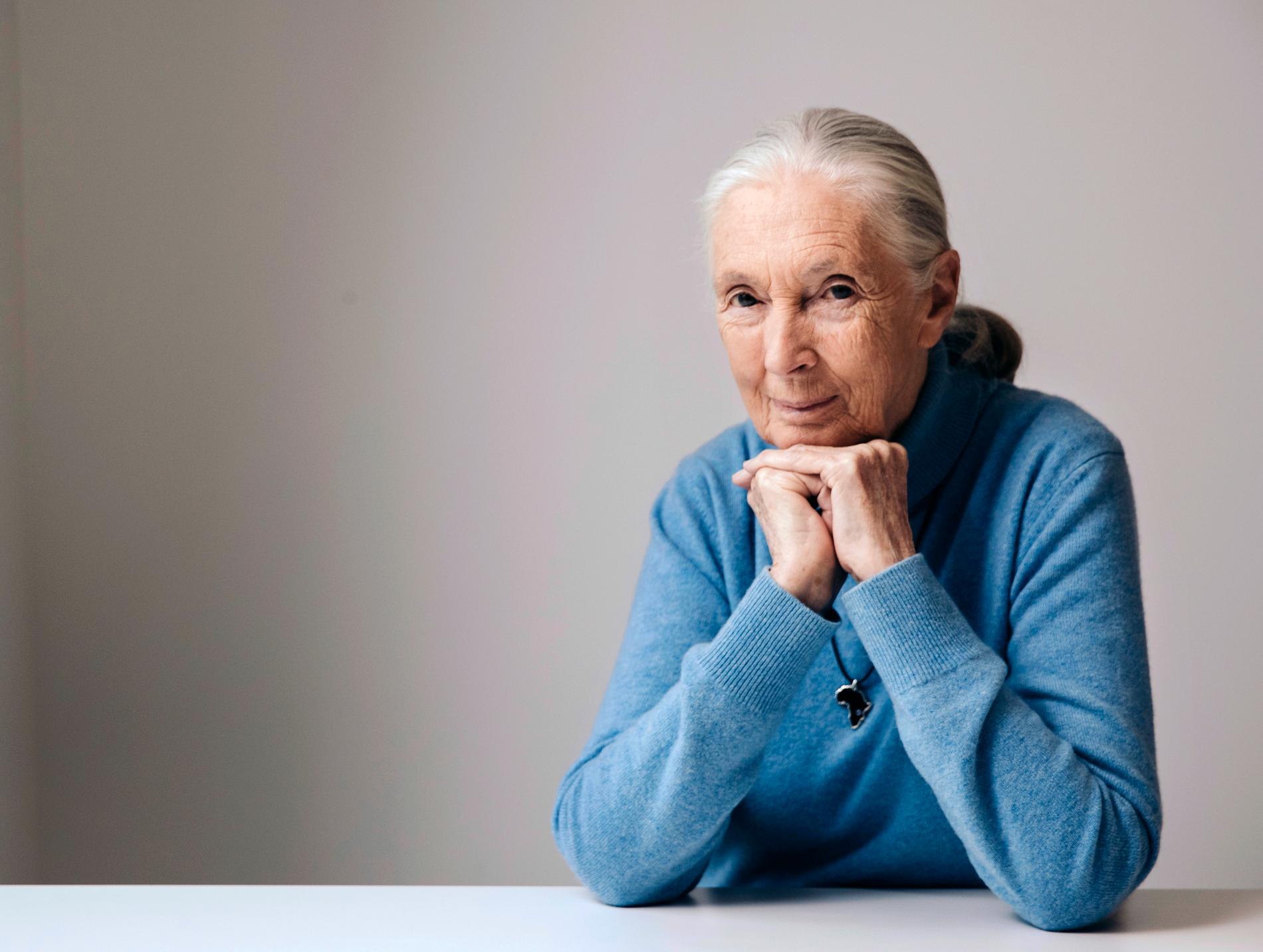 Schimpansforskaren Jane Goodall har hunnit bli 84 år. Hon fortsätter att kämpa för de vilda djuren på jorden.