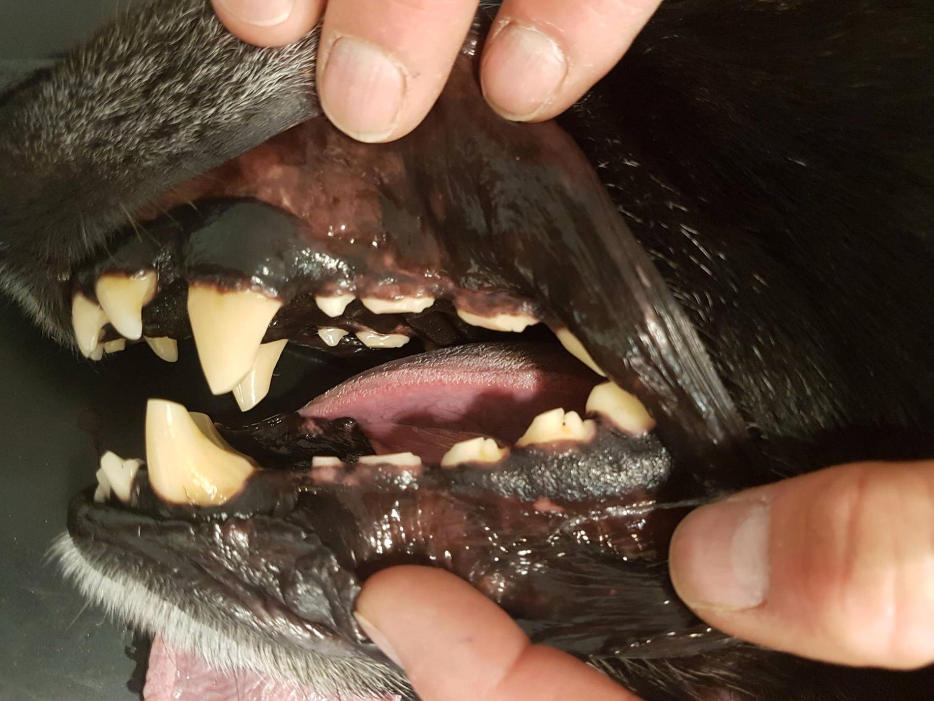 Veterinären visar upp en hunds skadade tänder. 