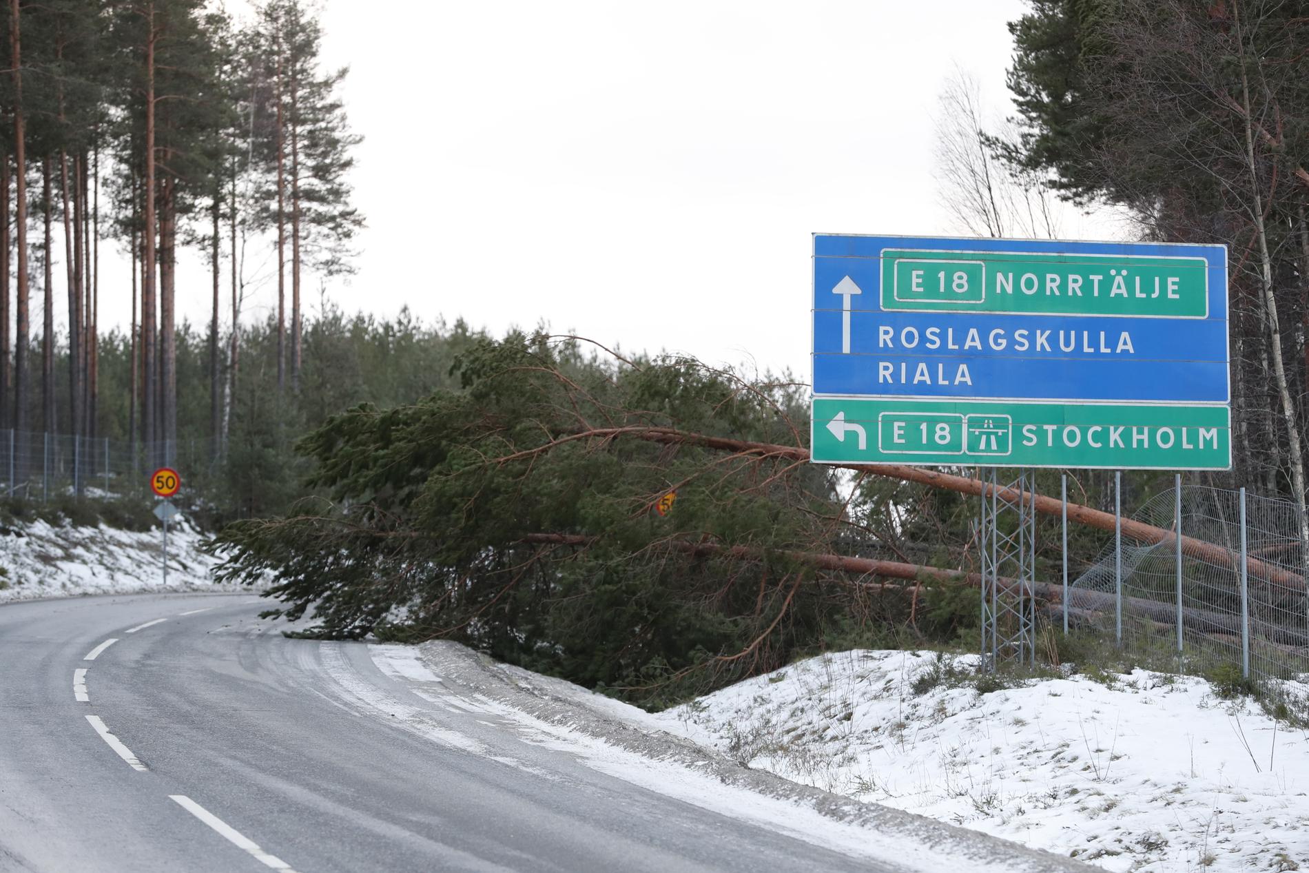 Nedfallna träd till följd av stormen Alfrida utanför Norrtälje.
