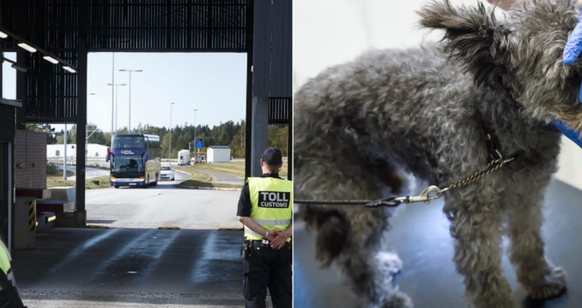 En hund tvingades avlivas efter en resa över norsk-svenska gränsen. Hunden på bilden har inget med texten att göra.