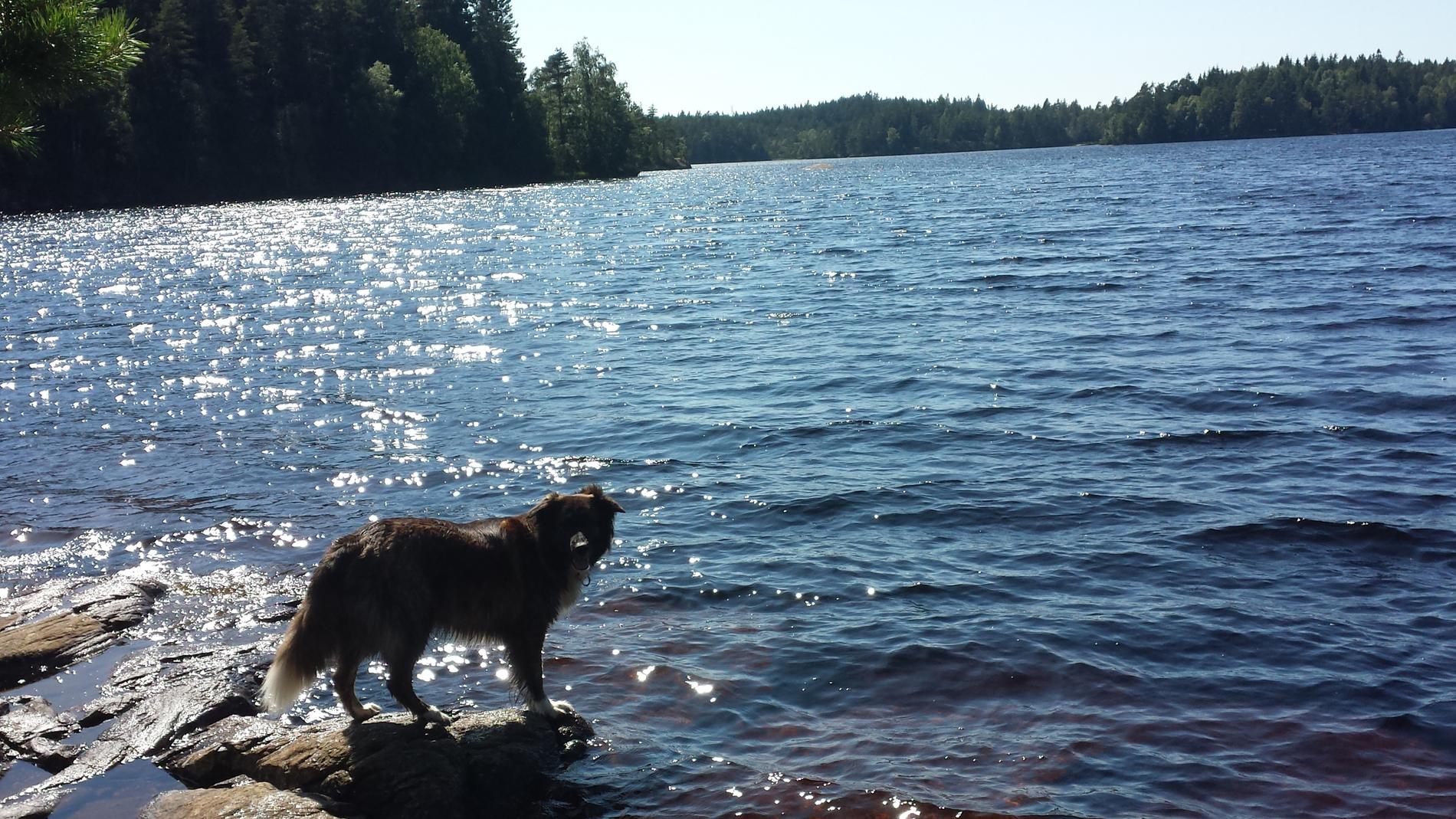 Selma njuter av en solig dag vid sjön i Gråbo.