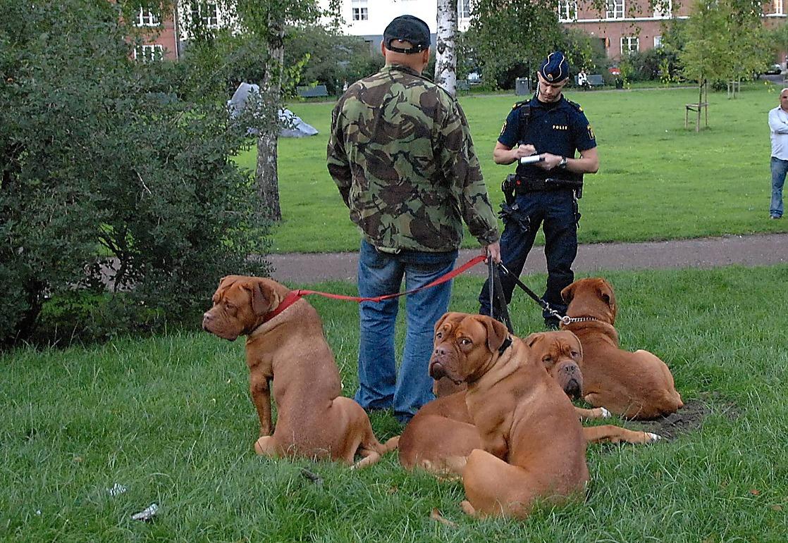 Hundar lever farligt i Sverige.