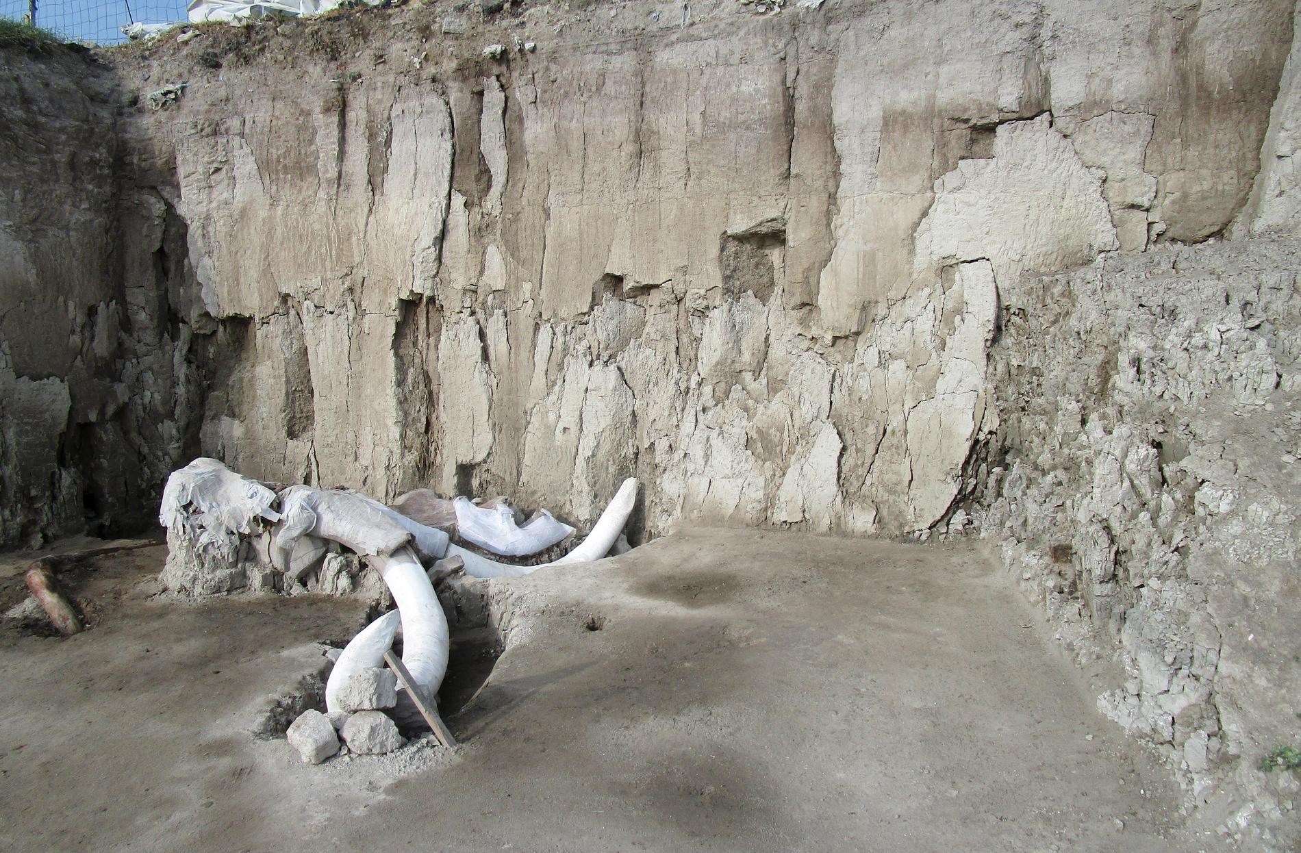 Skelettdelar av en mammut vid en utgrävningsplats i Tultepec i Mexiko.