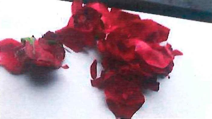 Den misstänkte mannens bild av rosen efter att han rivit sönder den.