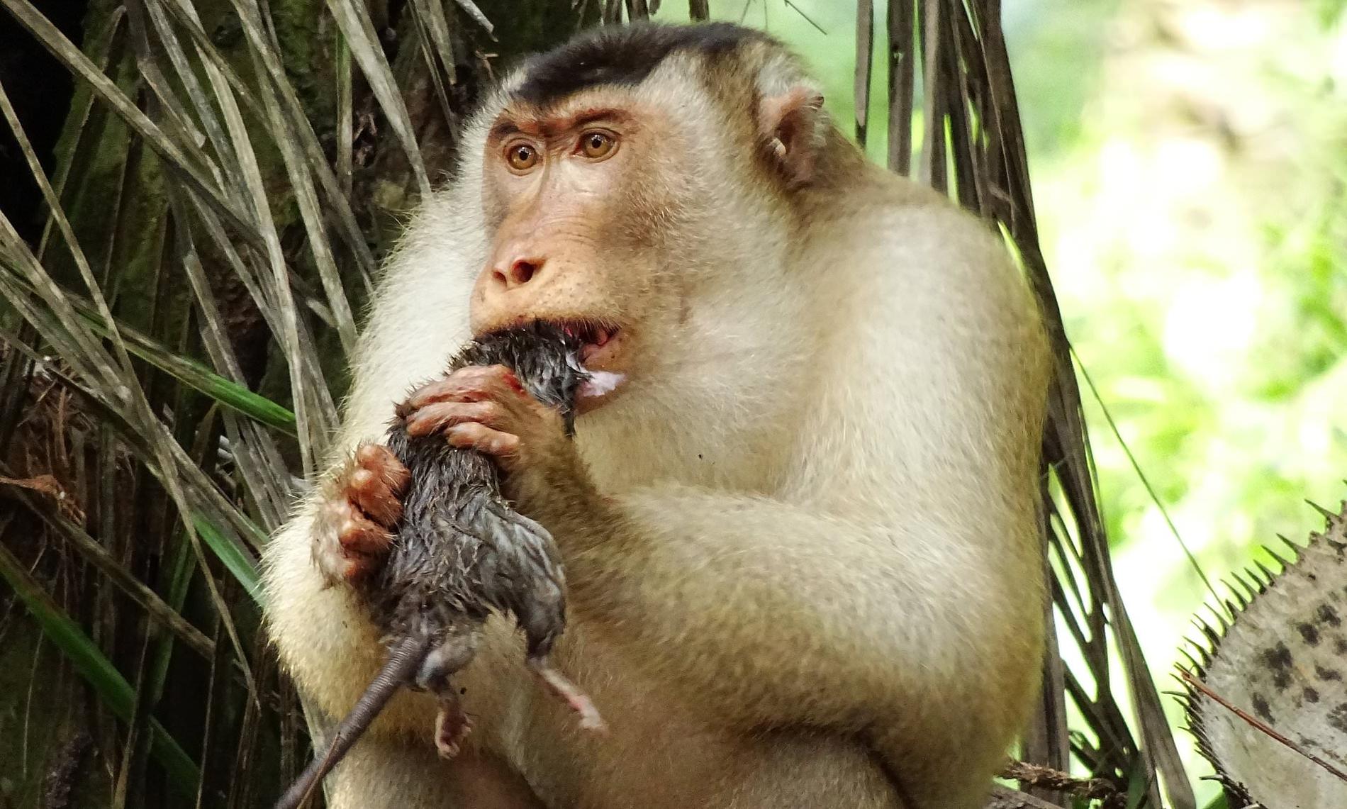 En grupp apor kan äta omkring 3 000 råttor varje år.