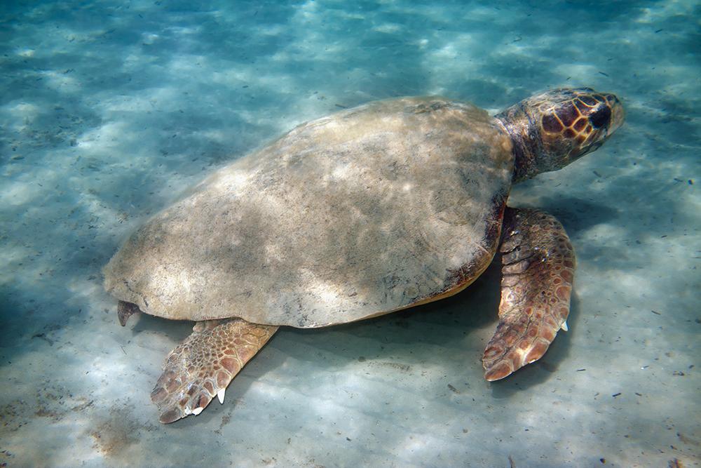 Caretta caretta havssköldpadda