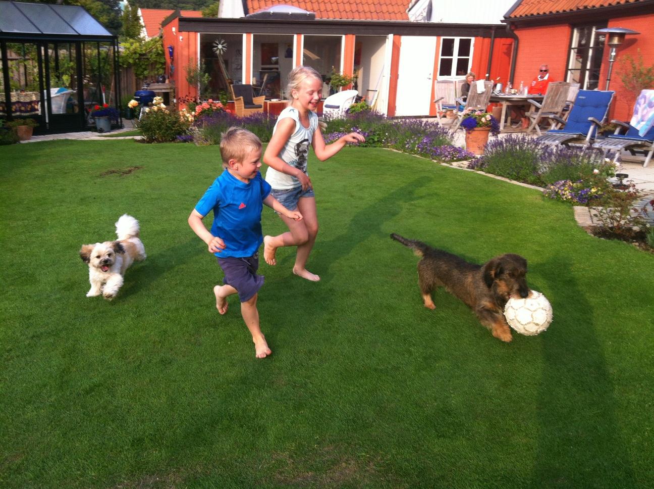 Klara och Hugo i full lek med hundarna GIzmo och Lukas.