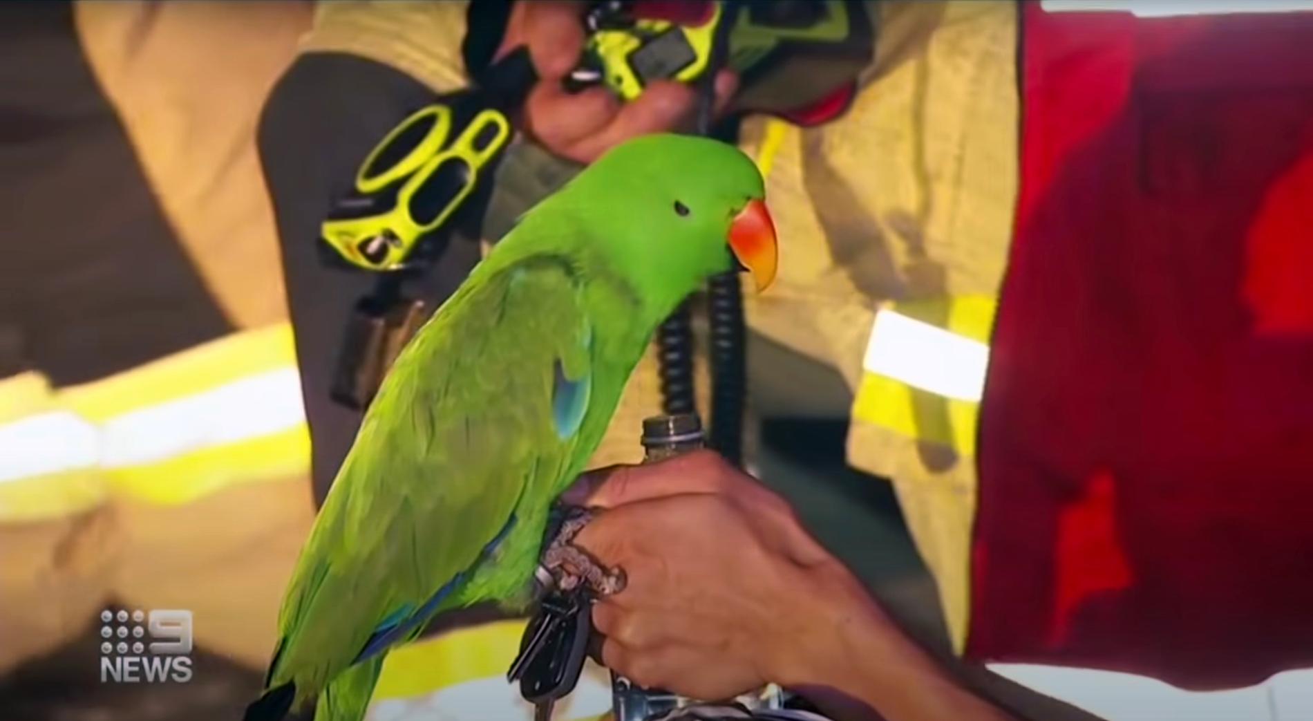 Papegojan Eric hade upptäckt att det brann – redan innan brandlarmet gick igång.