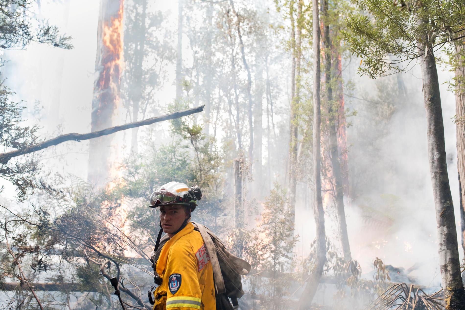Frivillige Tom Andrews arbetar med att släcka en brand i regnskogen på Tasmanien, Australien.