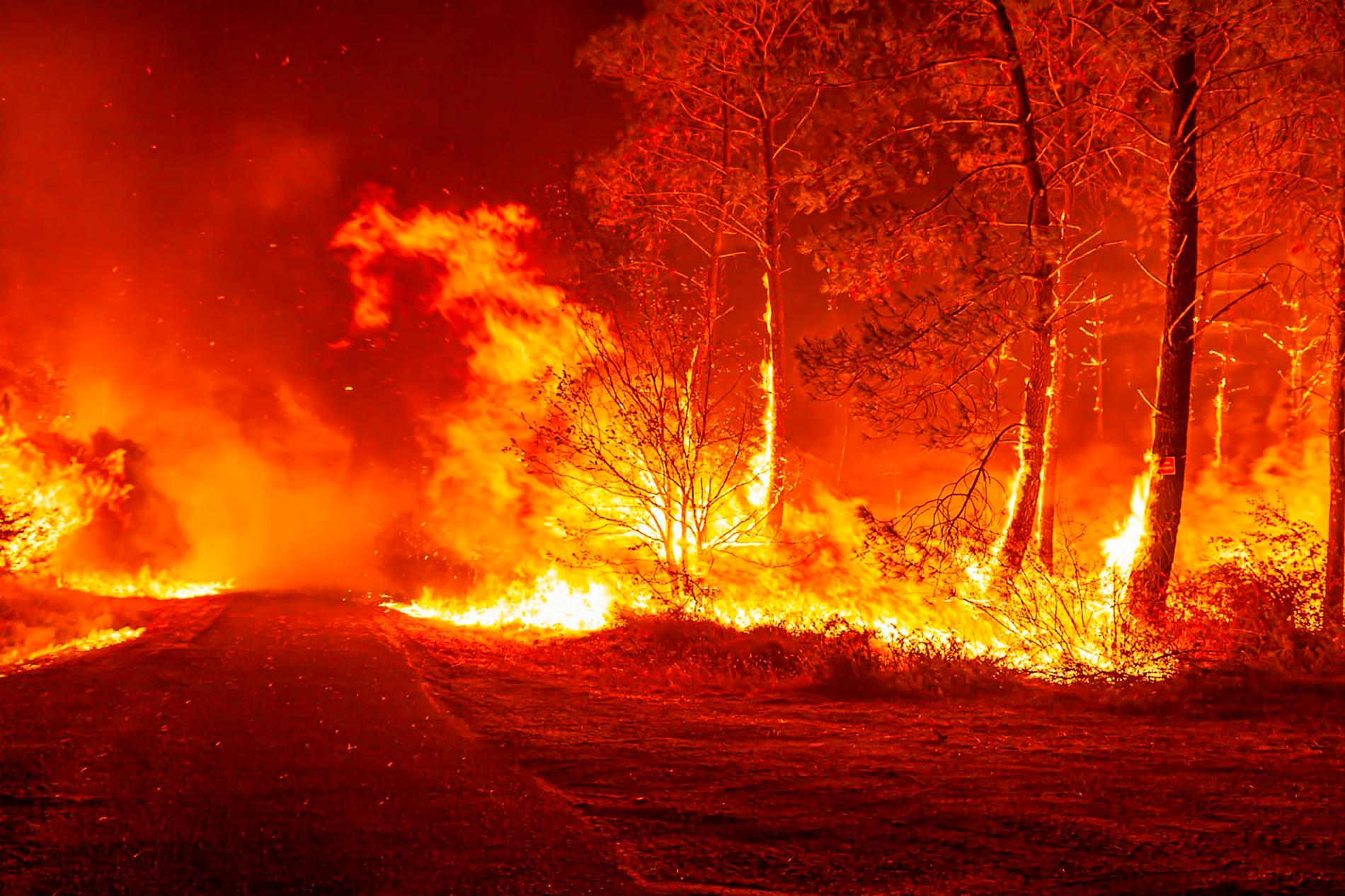 Över 14 000 hektar har slukats i bränderna i Frankrike. 