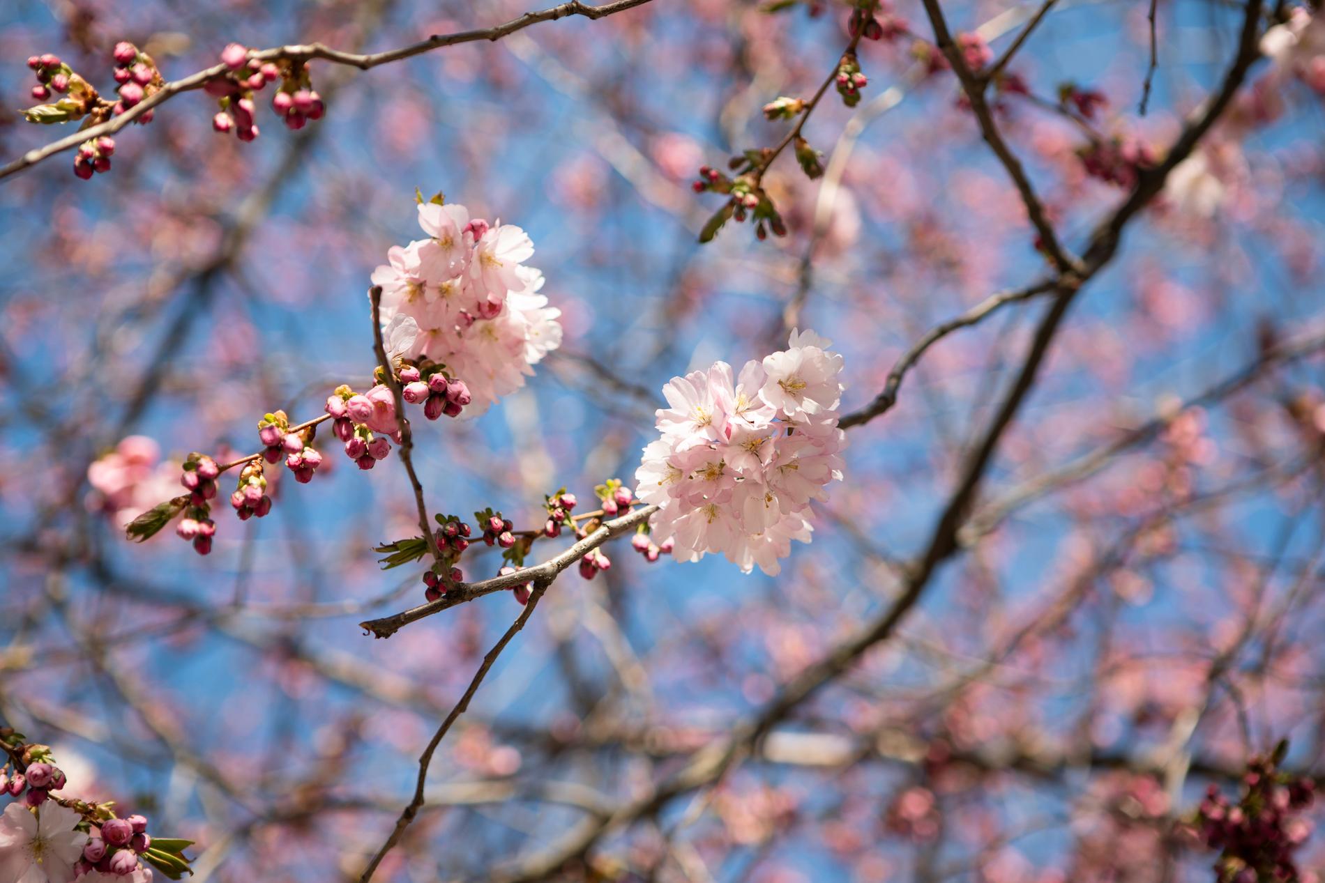 Körsbärsträden i blom våren 2019. 