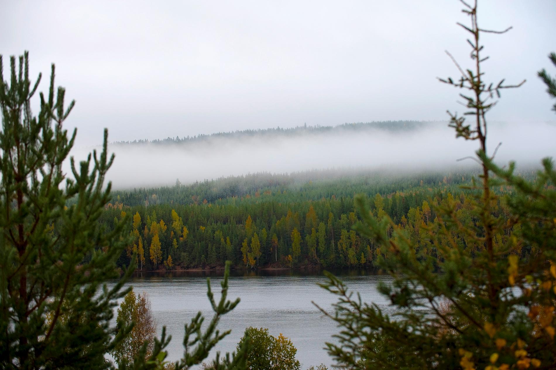 Barrskog i närheten av Jokkmokk i Norrbotten. Sådana skogar kan komma att förändras när temperaturen stiger.