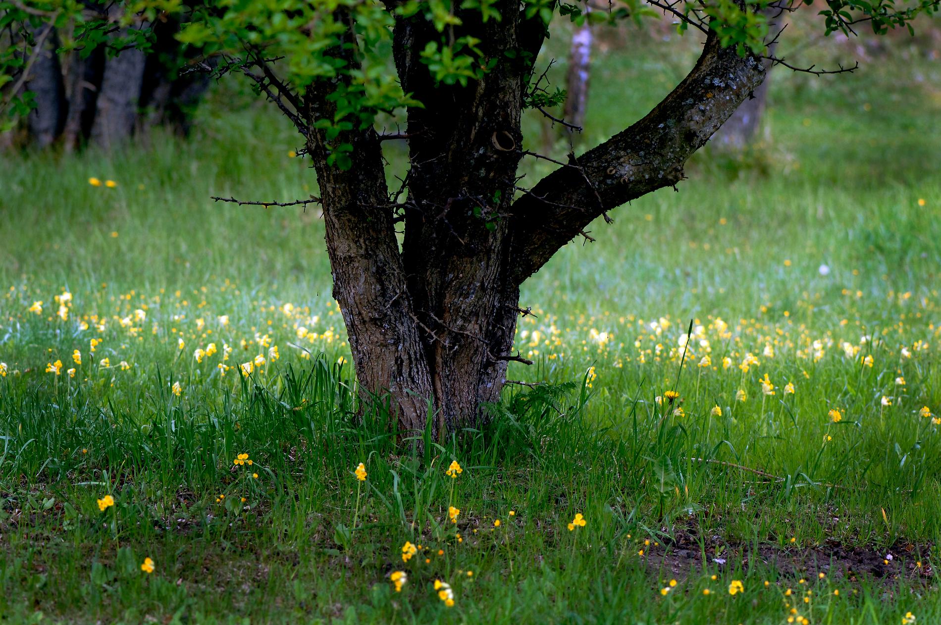Ängsslåtter är en av skötselåtgärderna som fått stryka på foten. Här är ett träd på en blomsteräng om våren. Arkivbild.