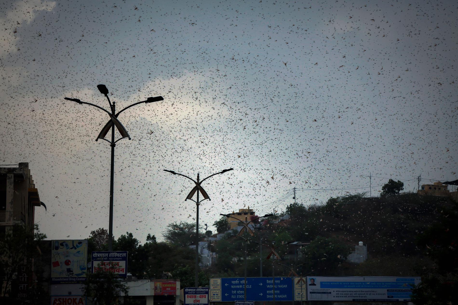 Himlen nästan förmörkas av gräshoppesvärmen i Ajmer i Rajasthan i Indien.