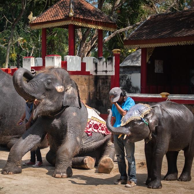 Dumbo och andra elefanter uppträder under hot om våld på djurparken, menar djurrättsorganisationen.