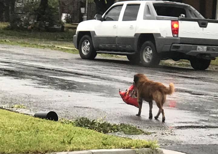 Hunden Otis blev kändis efter orkanen Harvey