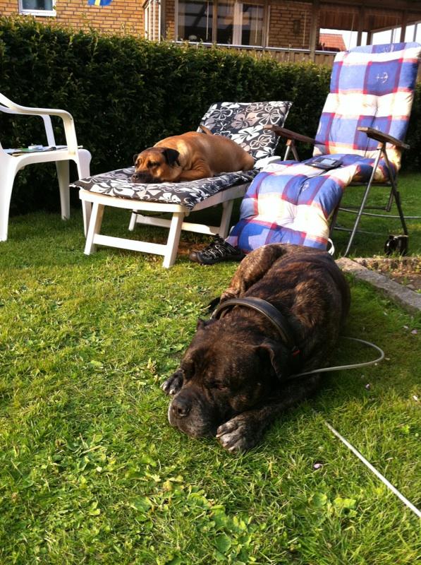 Mica i solstolen och Zombie i gräset. Två underbara hundar, enligt uppgift.