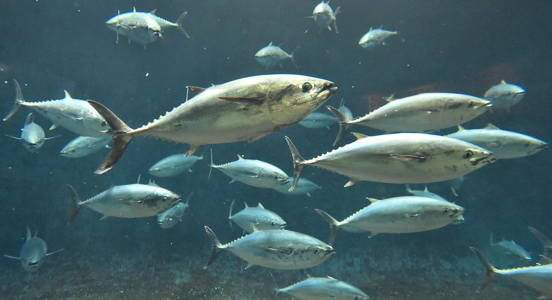 WWF höjer ett varnande finger för nästan all tonfisk på grund av rovfiske på många platser. Inte minst den blåfenade tonfisken.