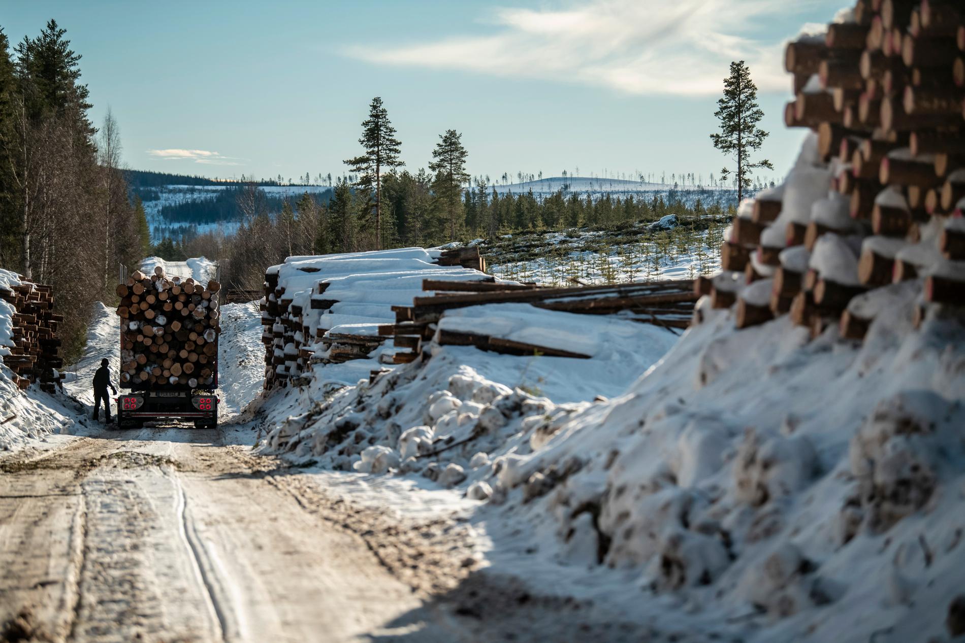 Avverkning av privat markägare i renbetesland i Norrbotten.