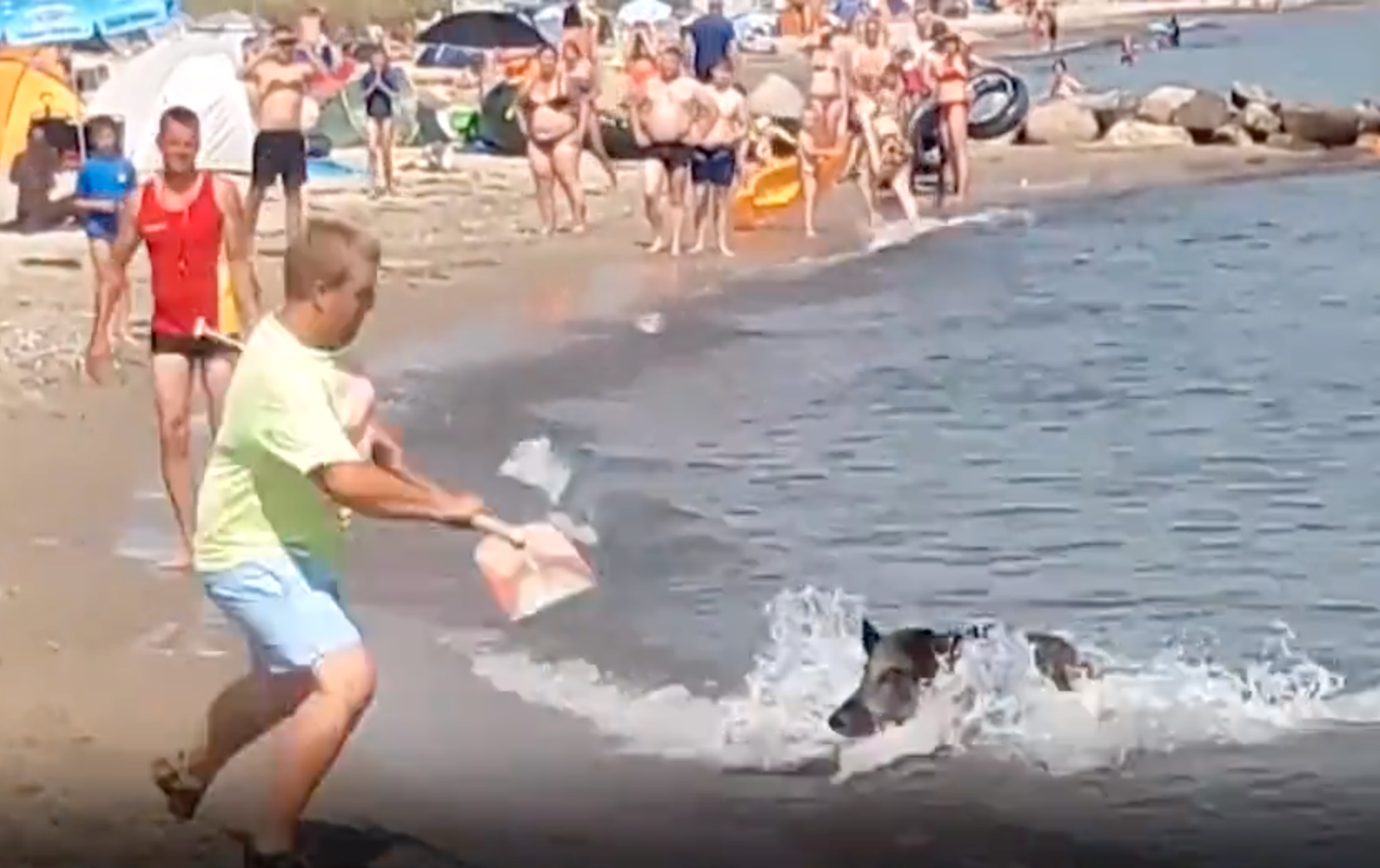 Vildsvinet simmade in till stranden och gick till attack mot badgästerna. 