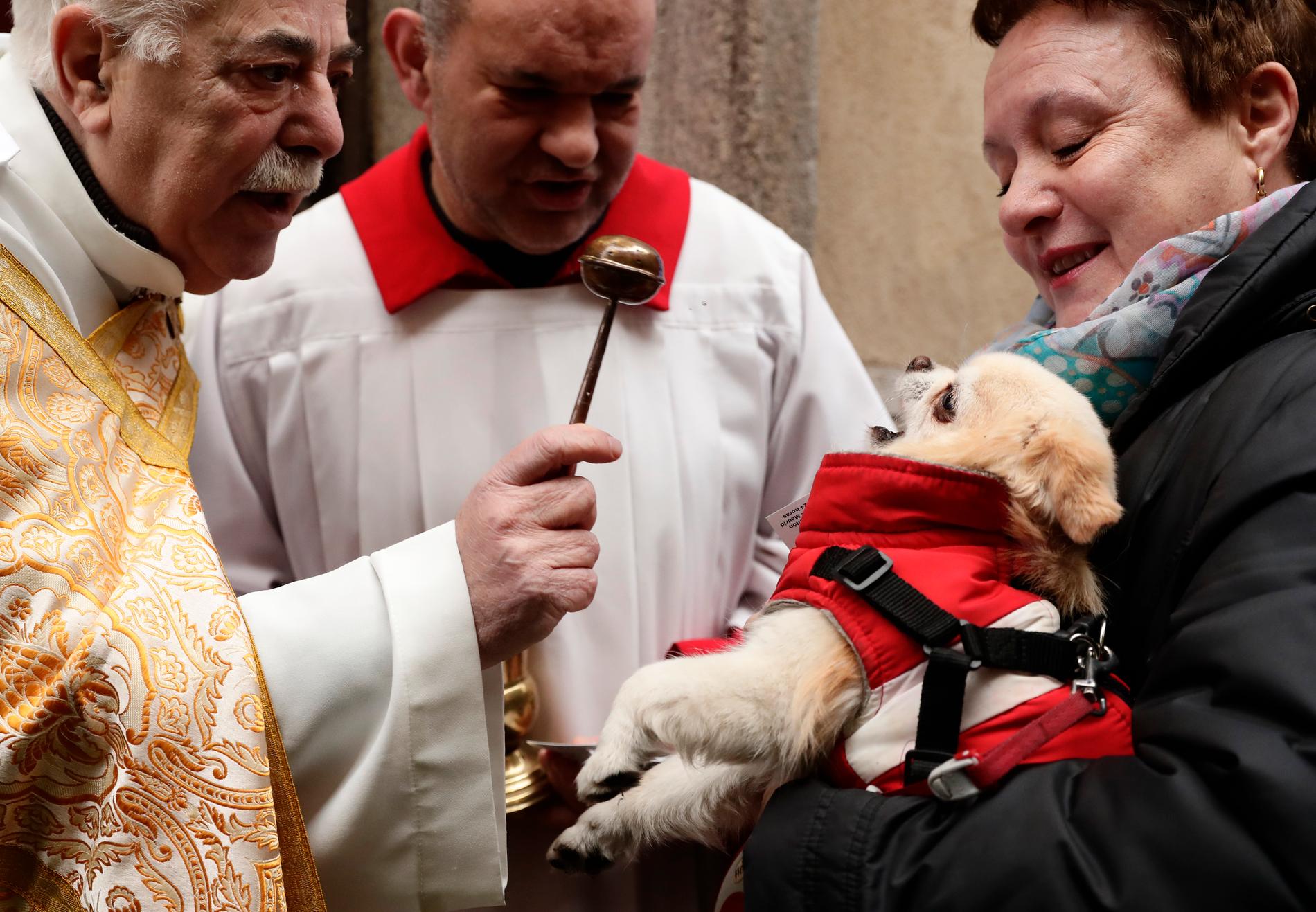 En präst välsignar en hund i kyrkan San Antón i Madrid på torsdagen.