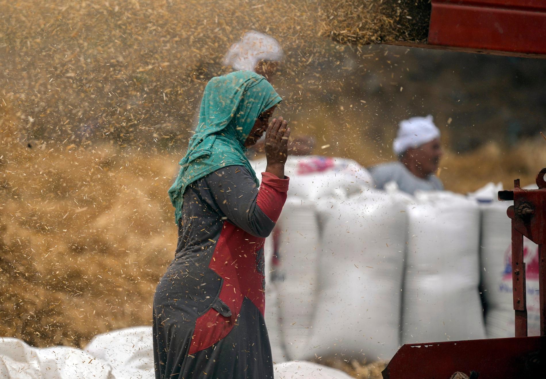En lantbrukare övervakar en sädeskvarn i Nildeltat. Egypten är ett av de länder som försöker öka sin inhemska veteproduktion efter att Ryssland angrep Ukraina.