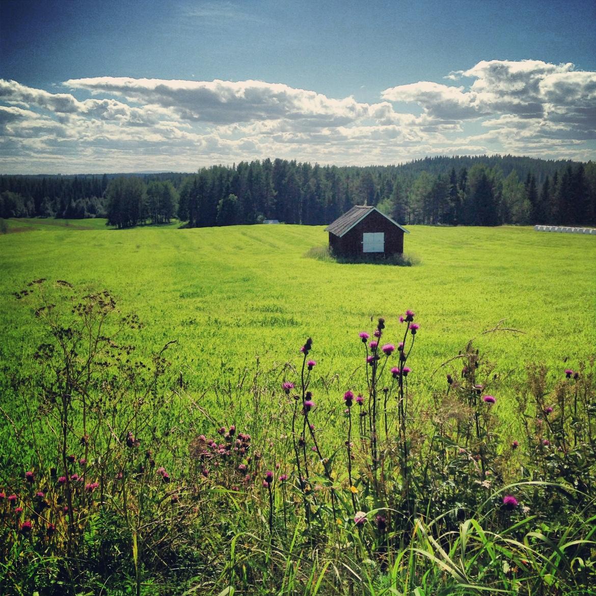 En vacker syn under en sommarpromenad i Kälom, Jämtland.
