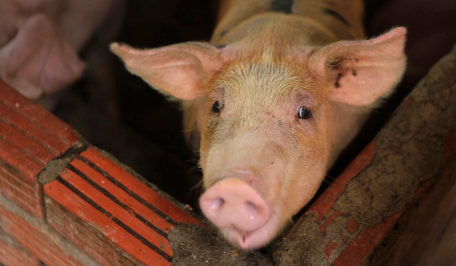 Thailand inför hårdare kontroller för att förebygga sjukdomen afrikansk svinpest.