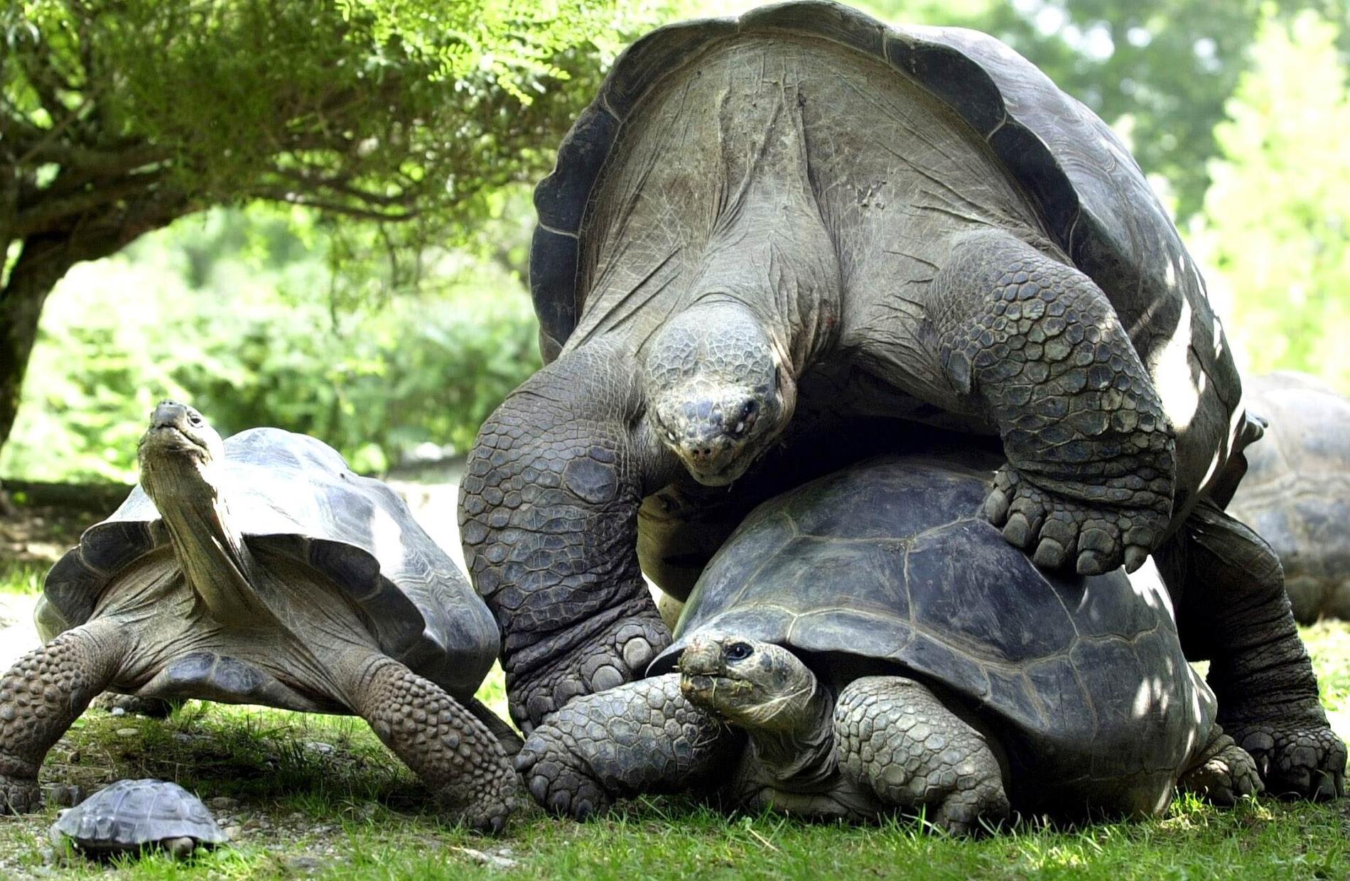 En familj jättesköldpaddor av arten Chelonoidis hoodensis, samma som avelshanen Diego, visar upp sig på Zürichs zoo i Schweiz. Arkivbild.
