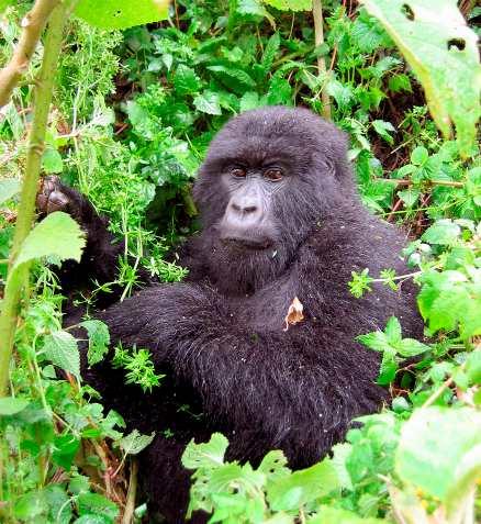 I nationalparken i Rwanda finns världens största grupp av bergsgorillor samlad på en koncentrerad yta. Men bara ett mindre antal gorillor är vana vid människor. Det gäller att vara försiktig och inte gå för nära.