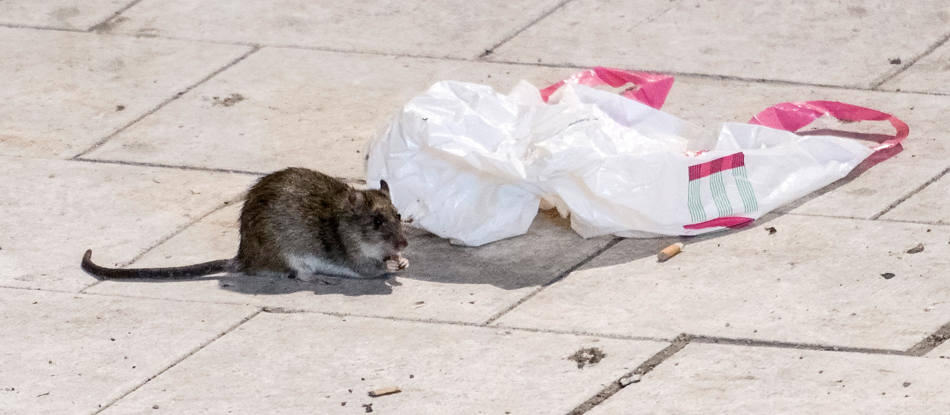 Antalet råttsaneringar har ökat under pandemin. På bilden en råtta på Sergels torg i Stockholm för några år sedan. Stockholm.