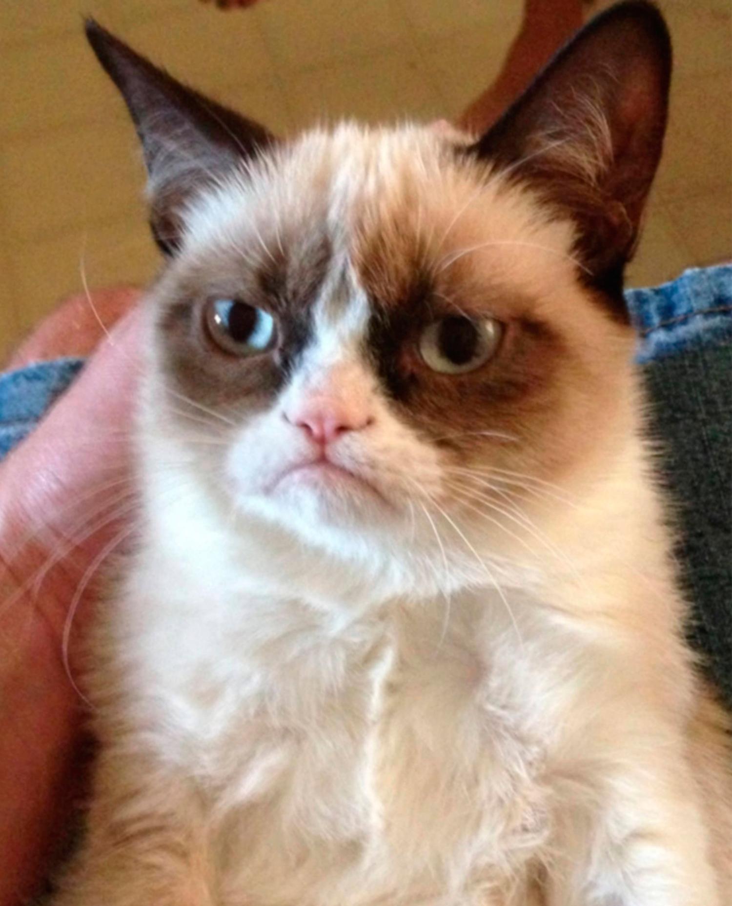 ”Grumpy cat” eller ”Tardar Sauce” som den heter på riktigt.