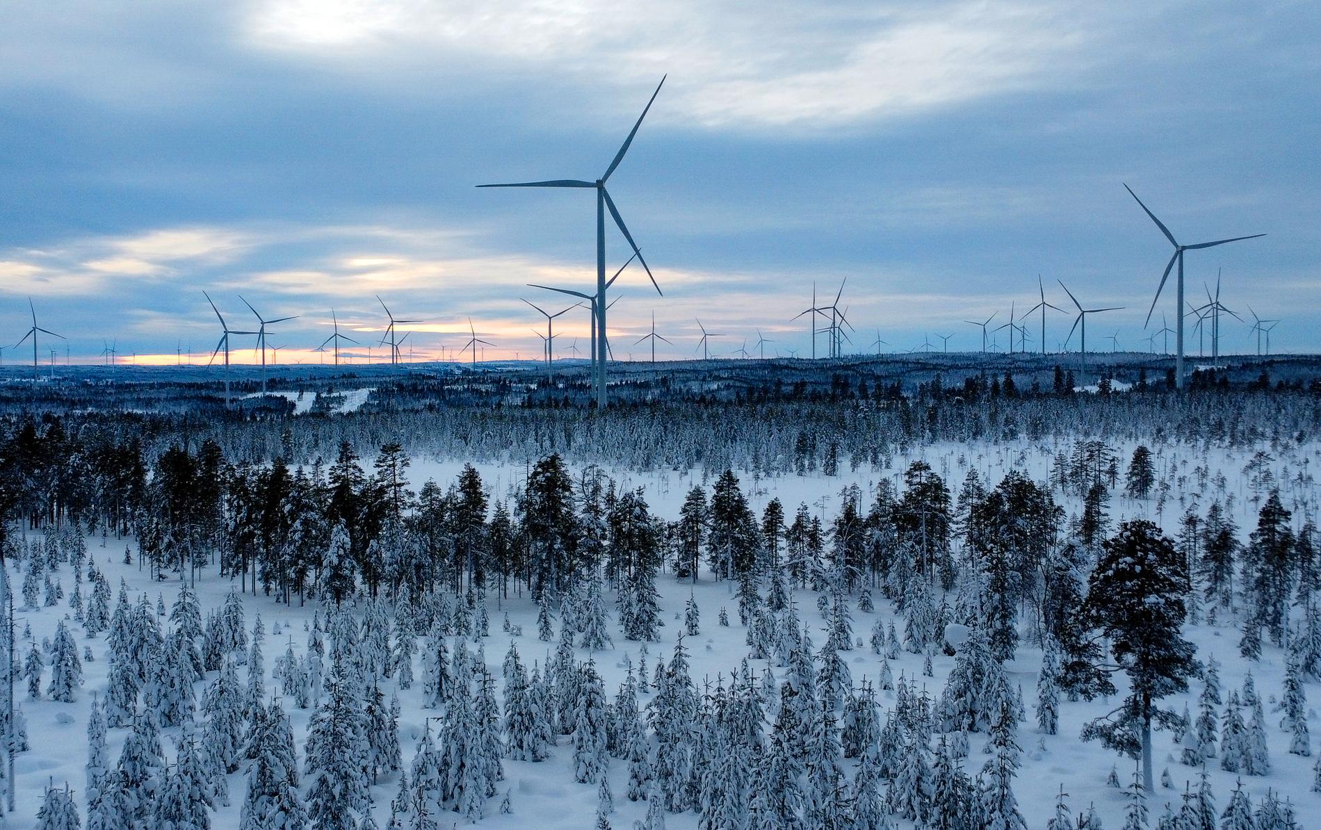 Europas största vindkraftpark, Markbygden utanför Piteå. 