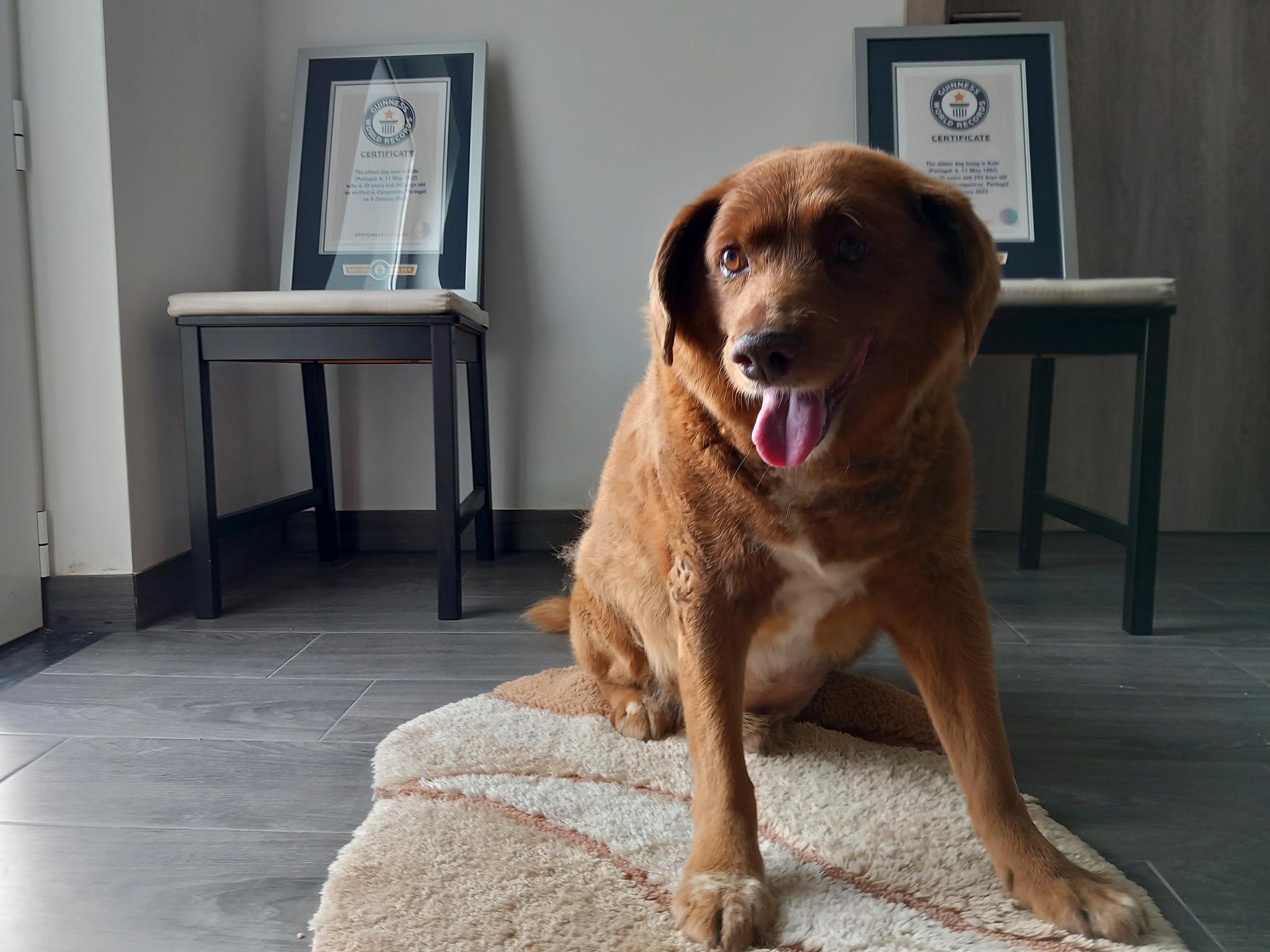 Bobi när han fick all uppmärksamhet, 20 maj 2023, i sitt hem i Conquiros i Portugal när han utsågs till världens äldsta hund av Guinness rekordbok. 