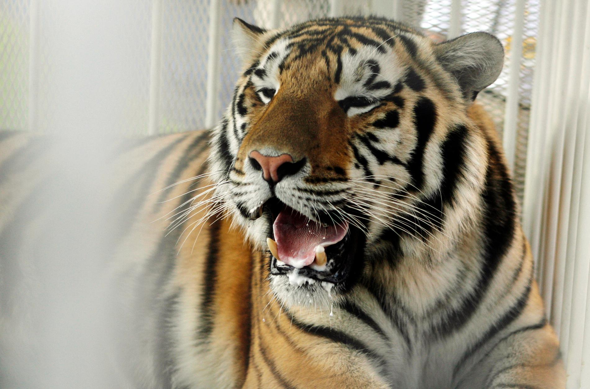 En 55-årig djurskötare på Zürichs zoo har dödats av en sibirisk tiger. Arkivbild.