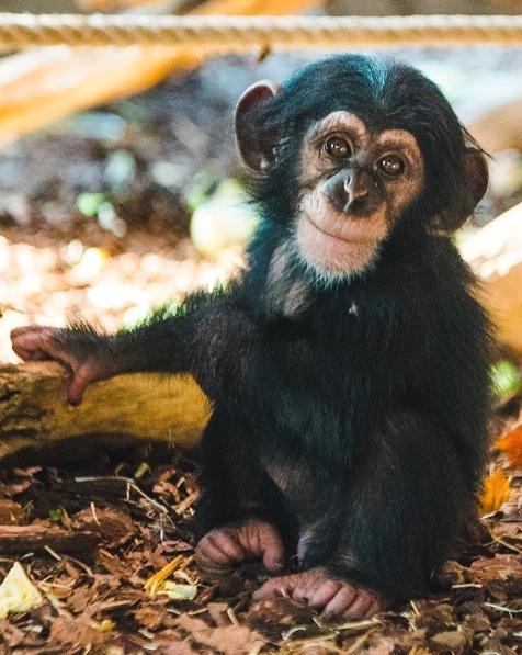 Lille Torsten, 3, är en av de schimpanser som har dödats.