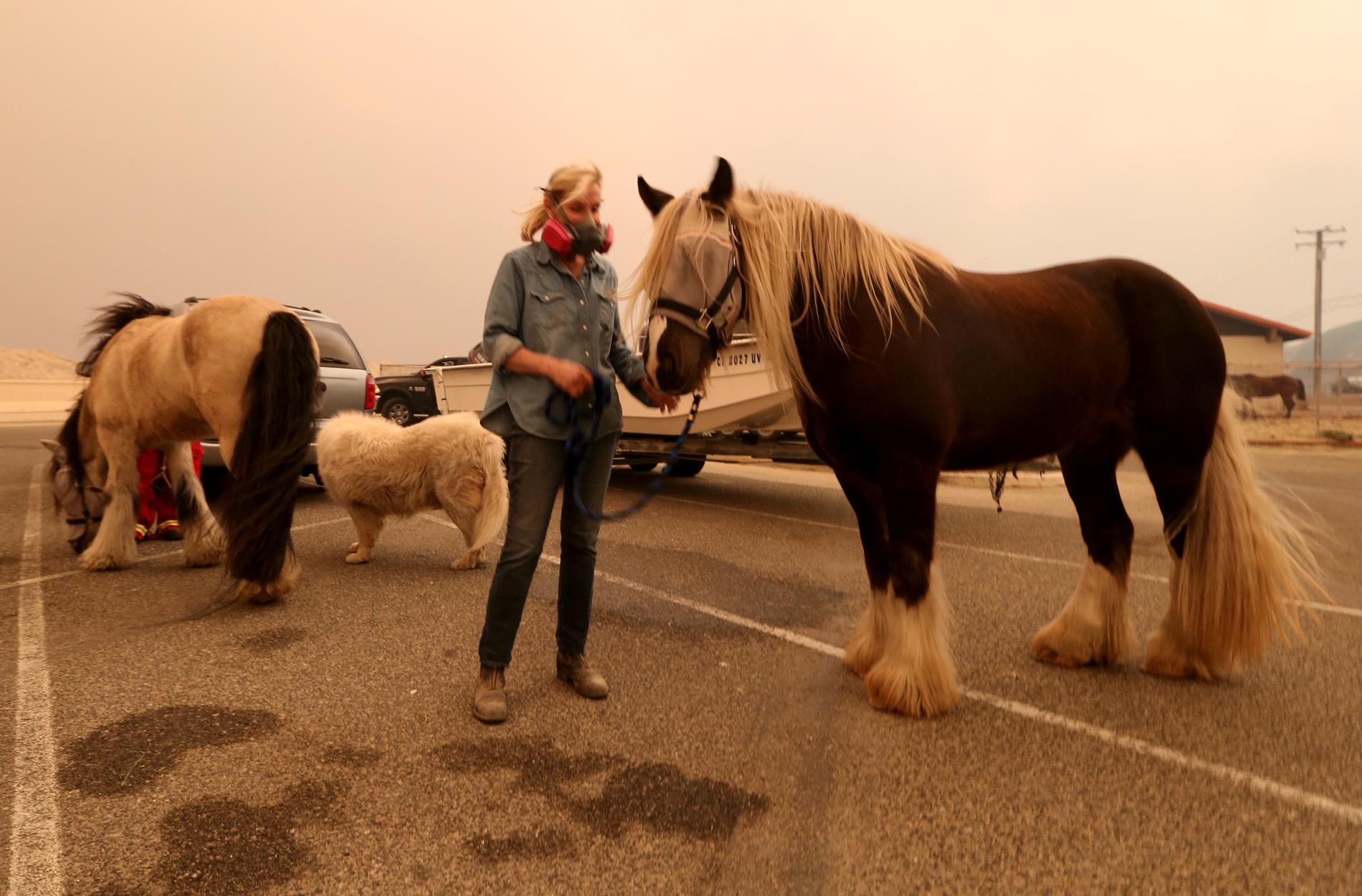 Hästägaren Marty Cable med sina djur på Zuma Beach i Malibu, där evakuerade från en storbrand i södra Kalifornien samlas.