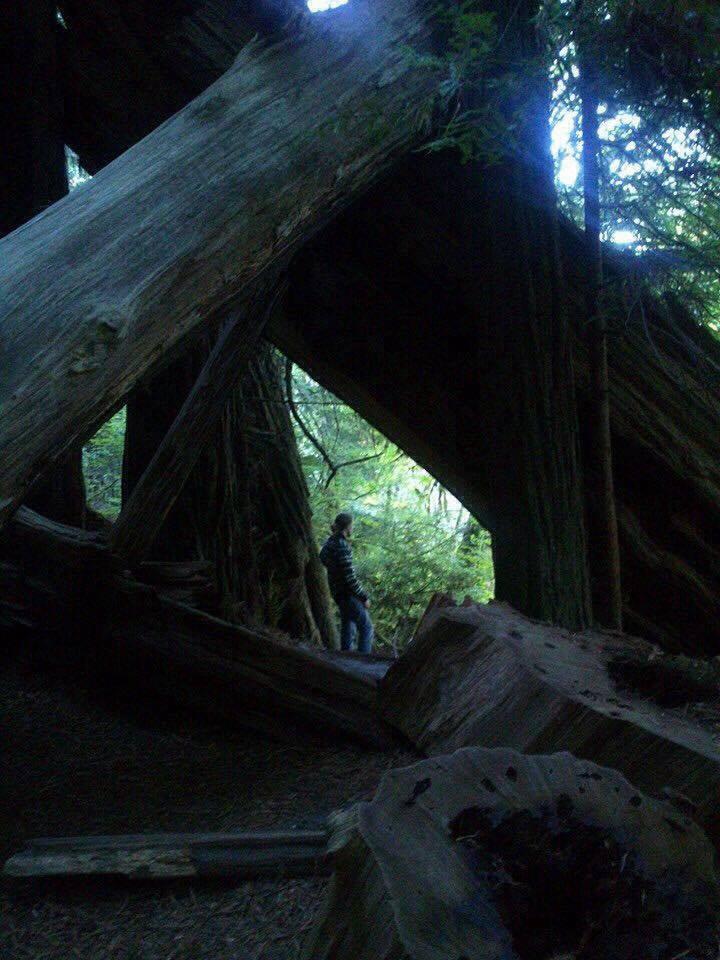 De jättelika träden i nationalparken Jedediah Smith i Kalifornien.