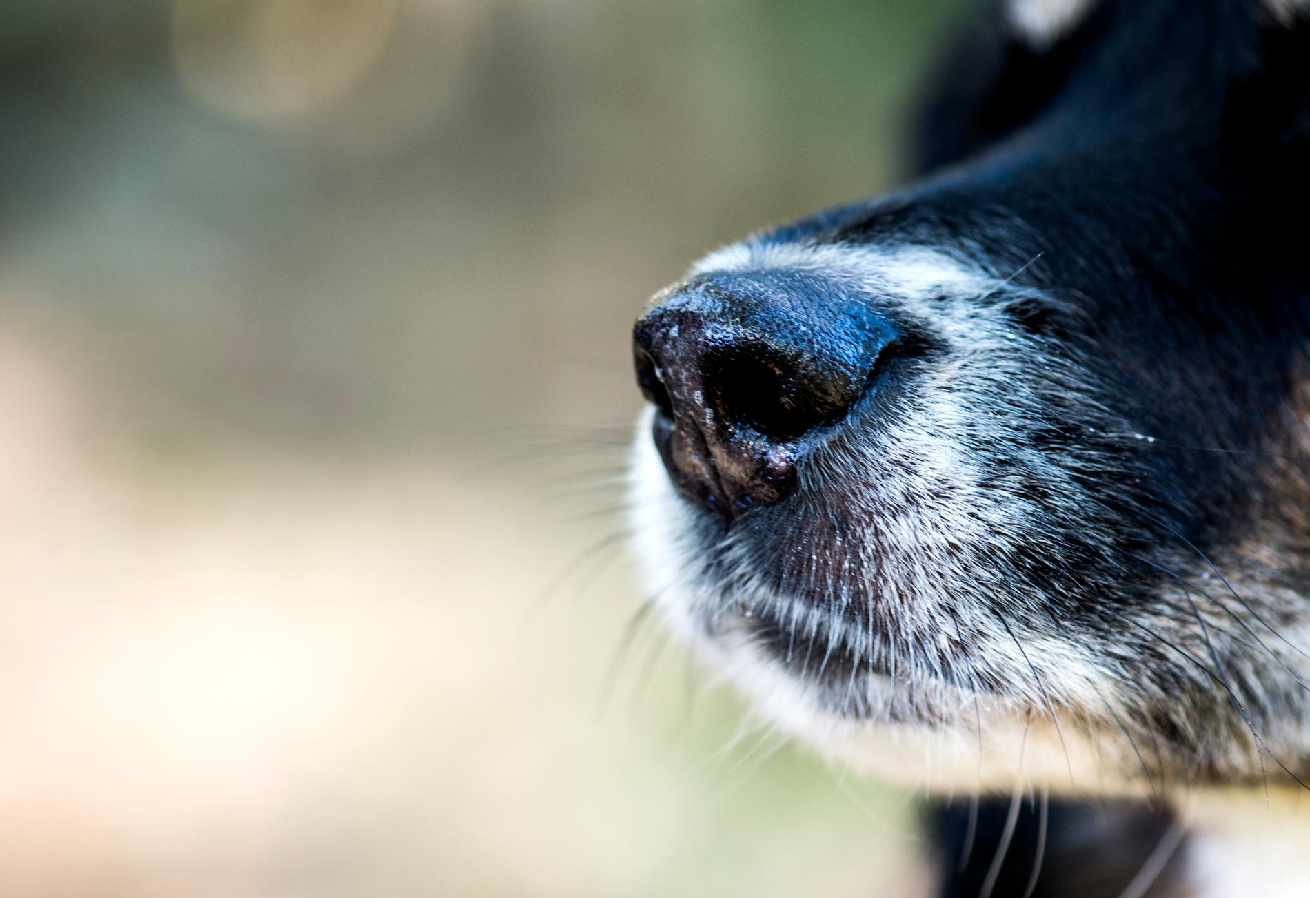 Forskare vid Uppsala universitet tror att det går att träna hundar till att lukta sig till covidsjuka. Arkivbild.