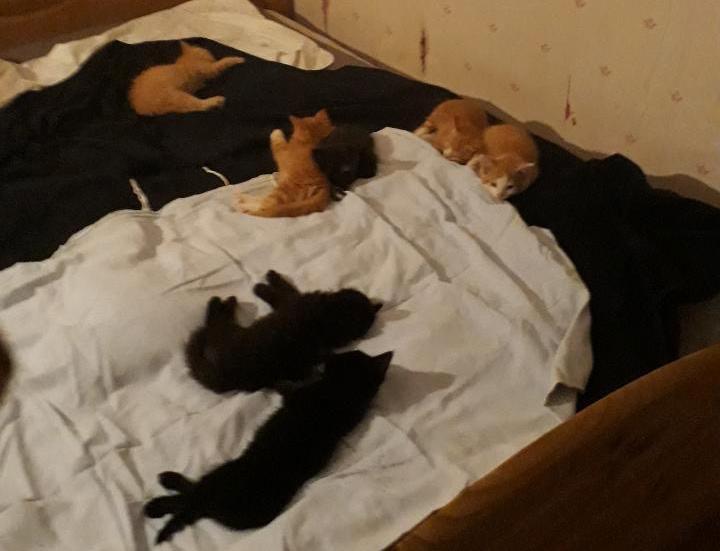 Nu har kattungarna återhämtat sig och vilar i Jarn-Åkes säng.