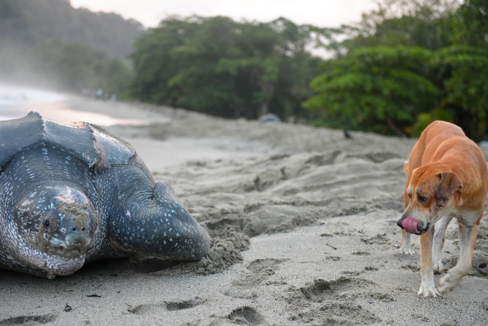 Havslädersköldpaddan är världens största i sitt slag, och kan bli tre meter. Arkivbild från Trinidad.